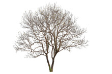 PNG Death Tree Or Leafless Tree Transparent PNG Easy To Drag And Drop