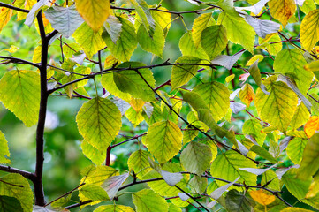 Wall Mural - closeup of colorful autumn leaves on tree branches