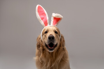 Wall Mural - Portrait of a Golden Retriever dog wearing hare ears on his head against a white background 