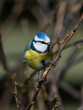 Beautiful eurasian blue tit bird sitting on thin twig looking to the side