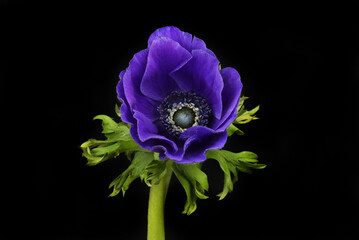 Wall Mural - Blue anemone against black