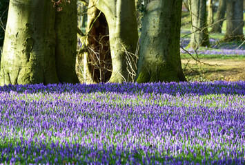 Wall Mural - Krokusblüte im Schlosspark Husum