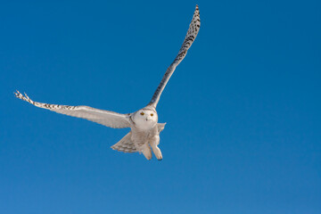 Sticker - snowy owl (Bubo scandiacus) in flight