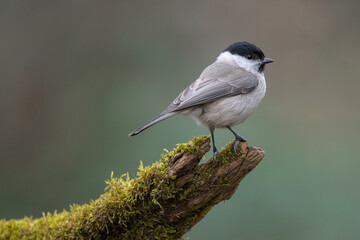 Marsh tit bird Poecile palustris perched on tree stump