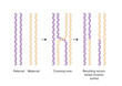 maternal and paternal chromosomes biology