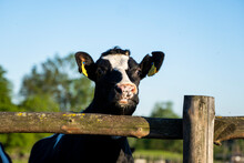Beautiful Close Up On A Young Black And White Cow On A Farm Looking In A Camera Behind The Fence Summer Pasture.