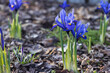 Blue iris blooming in spring garden. Flowers macro close up in nature.	
