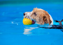 Perro Jack Russell Con Una Pelota En La Boca Nadando Dentro De Una Piscina