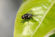 Large Fly On A Green Leaf