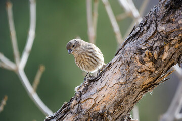 bird on a tree