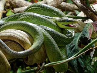 dendrelaphis punctulatus nested on a branch with the mouth opened