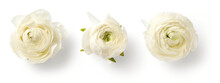 Set 1 Of Three Beautiful White / Cream Colored Ranunculus Buttercup Flowers Isolated Over A Transparent Background, Spring Or Mother's Day Design Elements, Top View / Flat Lay