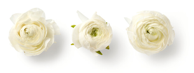set of three beautiful white / cream colored ranunculus buttercup flowers isolated over a transparen