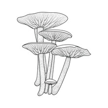 Mushroom Vector Coloring Pages