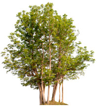 PNG Tree Cut Out Original Background Easy To Drag And Drop