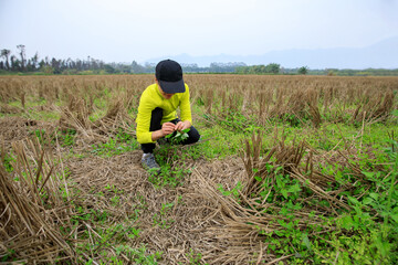 Sticker - People picking green Solanum nigrum plants in spring