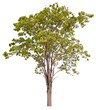 © Piyapa - PNG tree cut out original background easy to drag and drop