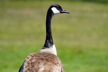 Close-up Of A Canada Goose Sits On A Paved Parking Lot In Milwaukee, Wisconsin