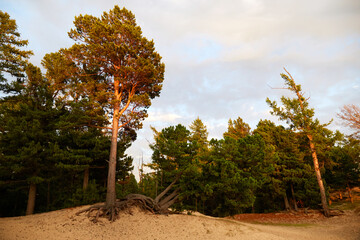 Wall Mural - Pine trees grow on sandy soil. Walking trees. Tree roots are sticking out of the sand, trees are falling. 