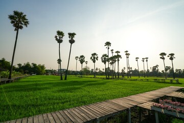 Wall Mural - Views of tall palm trees abound in the green fields. at Sam Khok District Pathum Thani Province, Thailand. Taken on 2 Feb 2023.