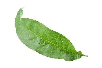 Wall Mural - Green peach leaves isolated on white background.