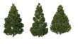 © jomphon - A variety of coniferous trees on a transparent background.