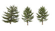 © jomphon - A variety of coniferous trees on a transparent background.