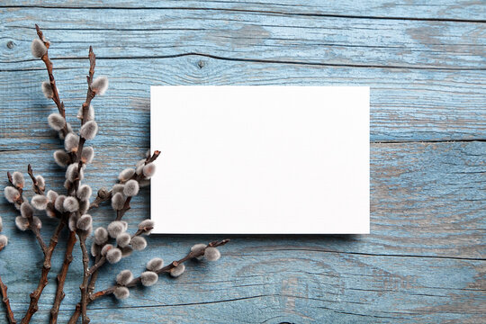 greeting card mockup with branch of pussy willow on blue wooden background, top view, flat lay. blan