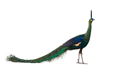 Wall Mural - Green peafowl male or Indonesian fowl isolated on white background the national holy bird of Myanmar from side angle view with colorful vibrant feather color