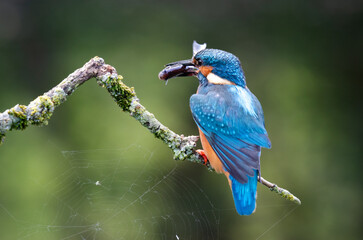 Aufkleber - A male kingfisher is perched on a branch with a fish in his beak. Close up with a natural blurred background and copy space