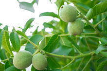 Green Unripe Walnuts Growing On A Tree