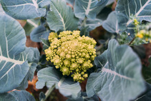 Romanesco Broccoli (or Cauliflower) Plant Growing In A Organic Farm