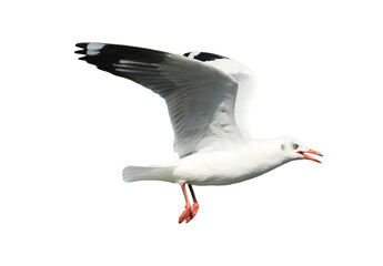 Wall Mural - Seagull flying on transparent background.