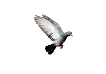 Wall Mural - Pigeon flying on transparent background.