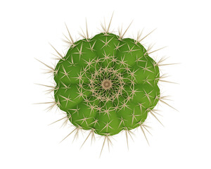 Green cactus on top view isolated on transparent background, flat lay, 3d render illustration.