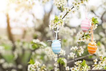 A Easter egg is hanging on a branch of a blooming cherry tree. Easter spring background