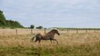 Haflinger Pferd galpooiert auf der Weide im Sonnenschein