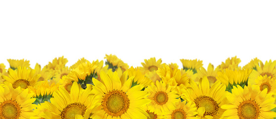 Wall Mural - yellow sunflowers in a border arrangement isolated on white or transparent background
