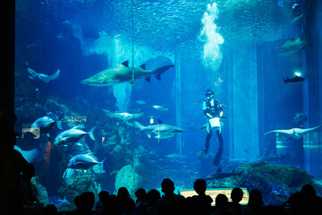 Wall Mural - silhouette of a person in a aquarium