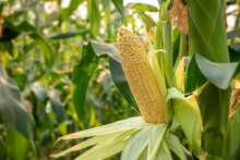 Close-up Of Sweet Corn Cob In Organic Corn Field.