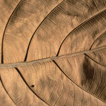 Dry Brown Leaf Pattern Closeup 