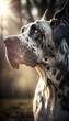 Portrait of a great dane dog. Beautiful pet and family photos, wallpaper, poster created with help of generative ai.