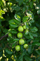 Poster - Bunch of  green apples fruit on branches in garden growing food