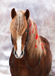 Portrait of a beautiful red Soviet heavy draft horse with red ribbons in the mane in forest winter