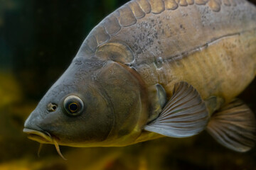 Wall Mural - carp fish - Cyprinus carpio close up