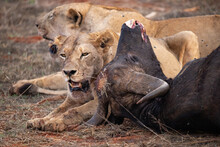 Female Lion Pride Mauling A Water Buffalo In The Wild. After Hunting And Feeding On Safari. Lions In A Frenzy. Kenya Africa, National Park