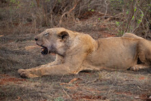 A Female Lion Mauling A Water Buffalo In The Wild. After Hunting And Eating On Safari. Lions In A Frenzy. Lioness Or Mother Lion Kenya Africa, National Park