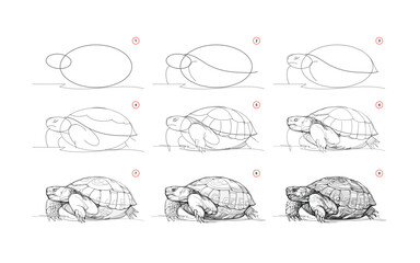 Wall Mural - page shows how to learn to draw sketch a desert animal turtle. pencil drawing lessons. educational p