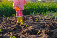 A Girl In Yellow Rubber Boots Is Watering Young Seedlings Planted In A Row On A Bed From A Small Plastic Toy Watering Can. Great Help From A Little Person