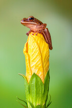 Common Tree Frog, Four-lined Tree Frog, Golden Tree Frog Or Striped Tree Frog